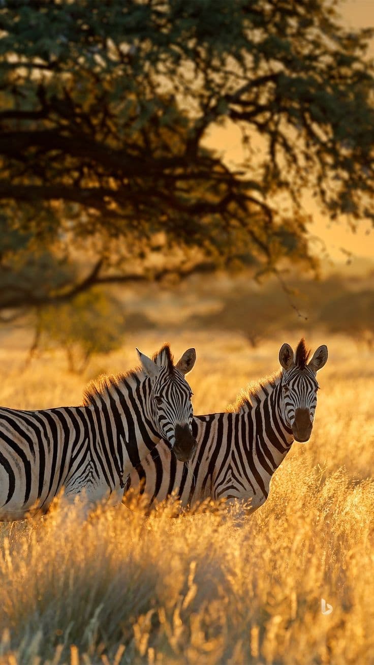 Wild zebra and savanna landscape