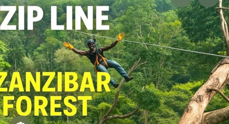 Zip line adventure
